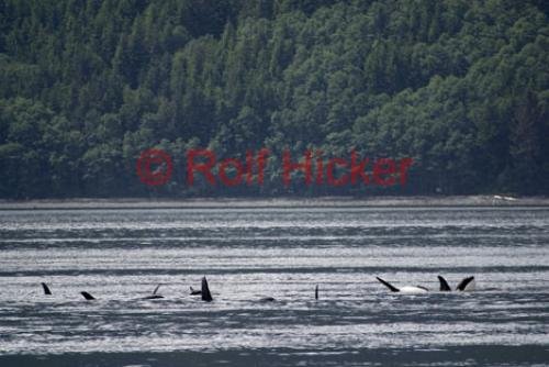 Photo: 
Killer Whales CRW 9048