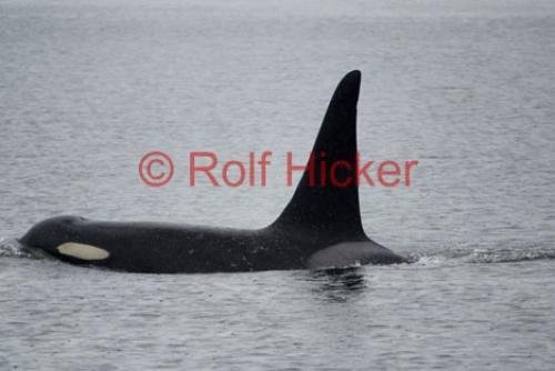 Photo: 
Orca Whales CRW 9156