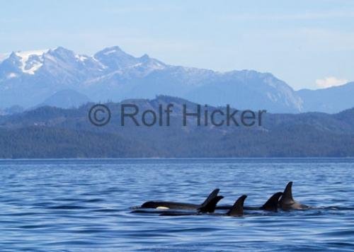 Photo: 
CRW 9199