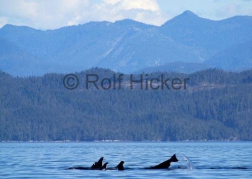 Photo: 
CRW 9225