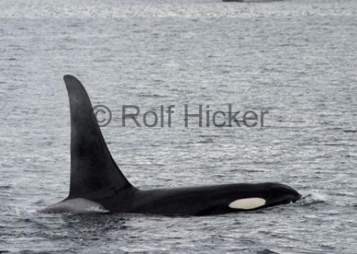 Photo: 
Killer Whales CRW 9238