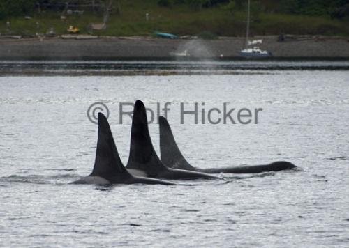 Photo: 
Orca Whales CRW 9242