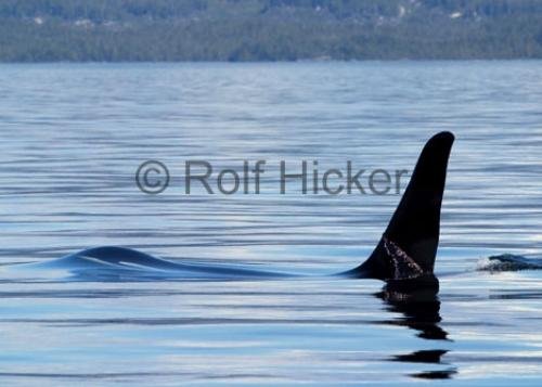 Photo: 
CRW 9243