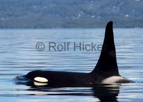 Photo: 
CRW 9246