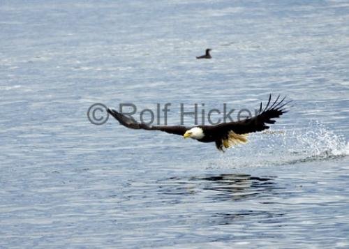 Photo: 
Bald Eagle fishing Missing Fish