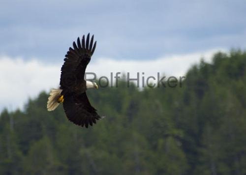 Photo: 
bald eagle images flying bird