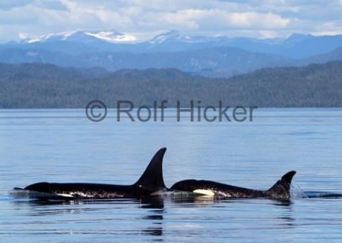 Photo: 
killer whales of vancouver island
