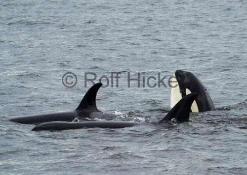 Photo: 
Orca whales CRW 9327