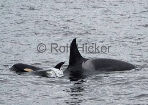 Photo: 
Orca Whales CRW 9334