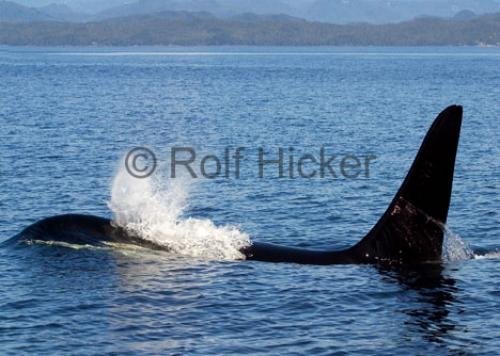 Photo: 
CRW 9344