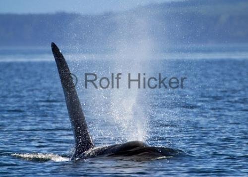 Photo: 
CRW 9351