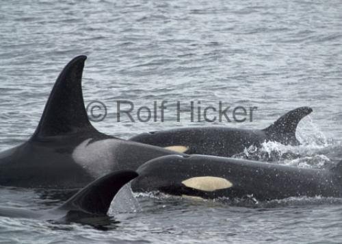 Photo: 
Orca Whales CRW 9355