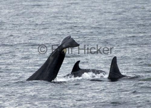 Photo: 
Killer Whales CRW 9366