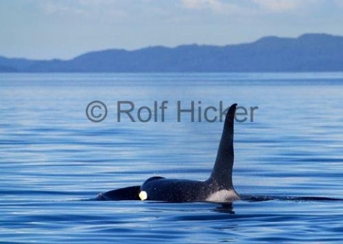 Photo: 
CRW 9367
