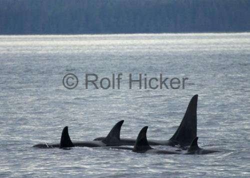 Photo: 
Killer Whales CRW 9384