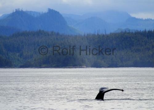 Photo: 
Humpback Whale CRW 9474