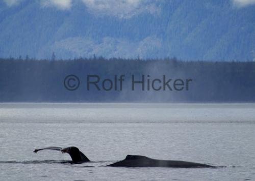 Photo: 
Humpback Whale CRW 9493