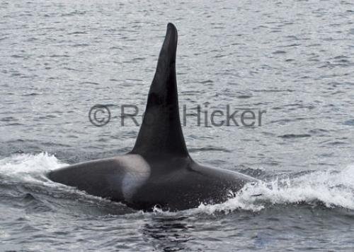 Photo: 
Orca Whales CRW 9516