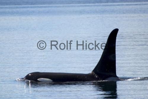 Photo: 
Killer Whales CRW 9561