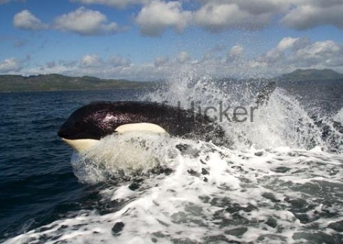 Photo: 
surfer whale