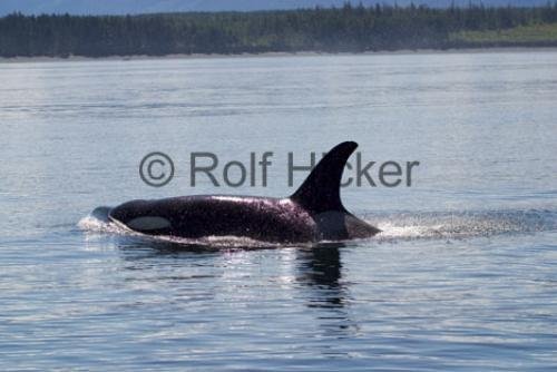 Photo: 
Orca Whales CRW 9590