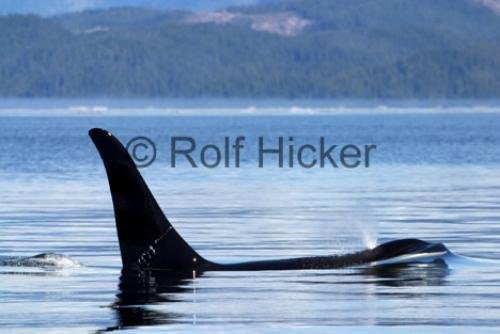 Photo: 
Killer Whales CRW 9602