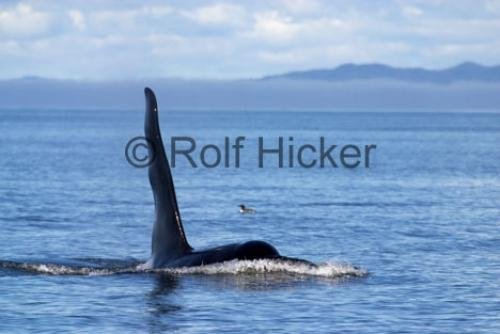 Photo: 
Killer Whales CRW 9624