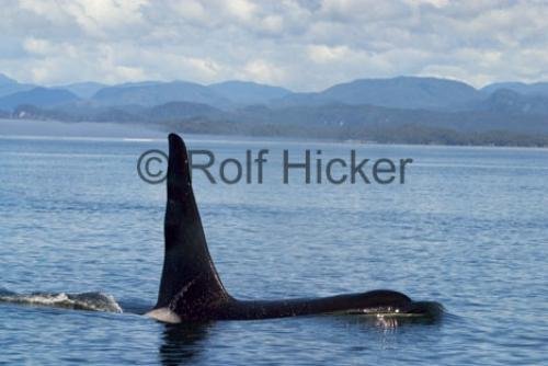 Photo: 
Orca Whales CRW 9628