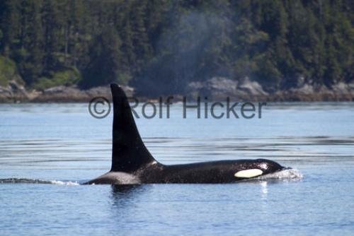 Photo: 
Killer Whales CRW 9641