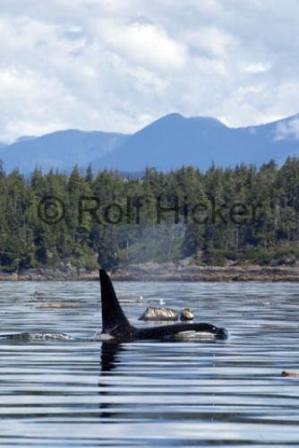 Photo: 
Orca Whales CRW 9685