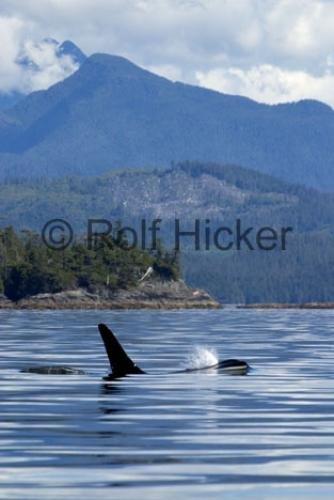 Photo: 
Killer Whales CRW 9689