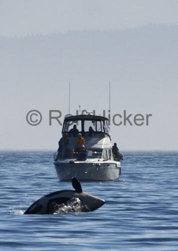 Photo: 
whale watching in bc playing orca