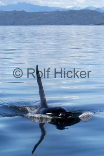 Photo: 
Orca Whales CRW 9709