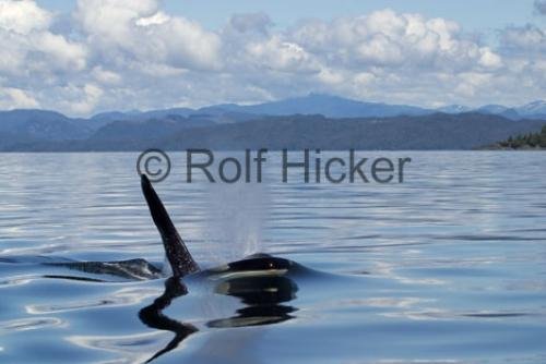 Photo: 
Killer Whales CRW 9713