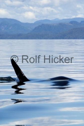 Photo: 
Orca Whales CRW 9731