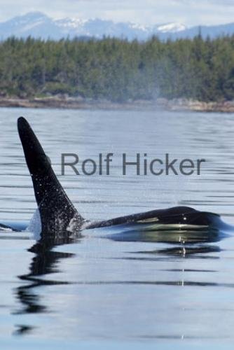 Photo: 
Killer Whales CRW 9736