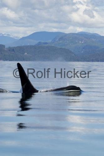 Photo: 
Killer Whales CRW 9741