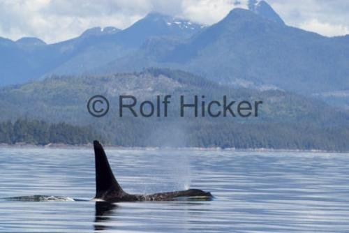Photo: 
Orca Whales CRW 9749
