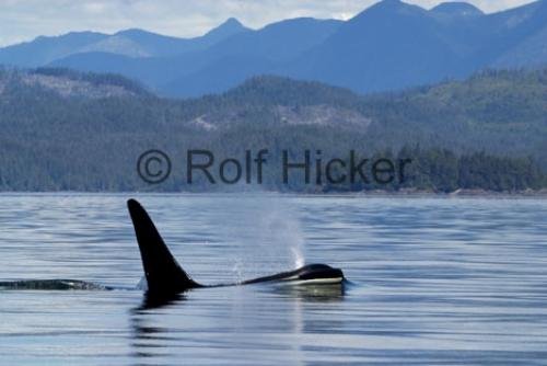 Photo: 
Killer Whales CRW 9753