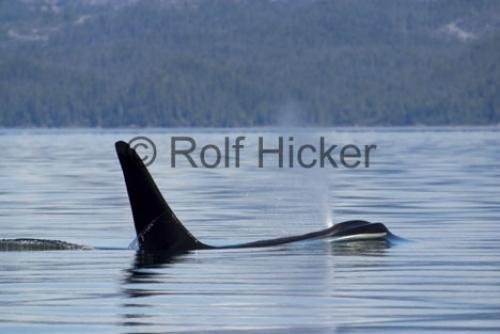 Photo: 
Orca Whales CRW 9758