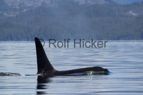 Photo: 
Orca Whales CRW 9759