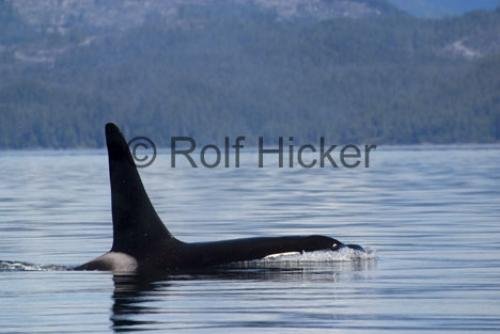 Photo: 
Killer Whales CRW 9760