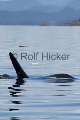 Photo: 
Killer Whales CRW 9769