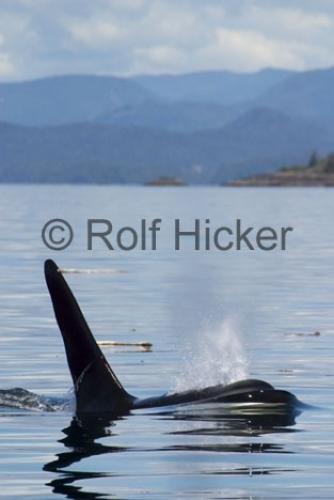 Photo: 
Killer Whales CRW 9770