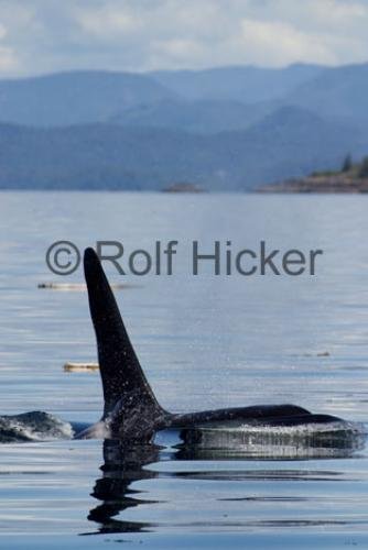 Photo: 
Killer Whales CRW 9771
