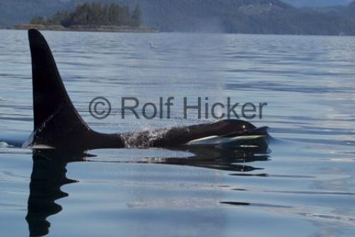 Photo: 
Orca Whales CRW 9779