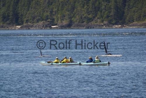 Photo: 
Orca Whales CRW 9818