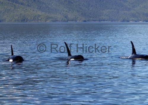 Photo: 
Killer Whales CRW 9851