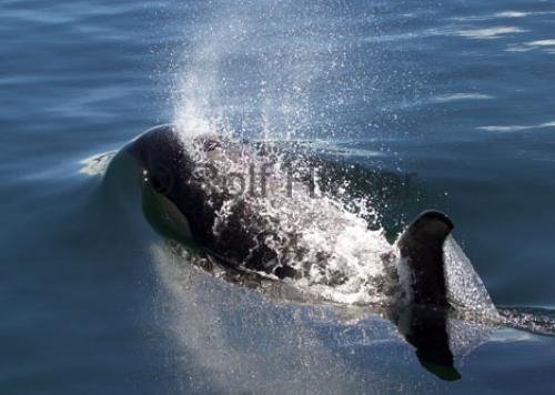 Photo: 
Orca Whales CRW 9865