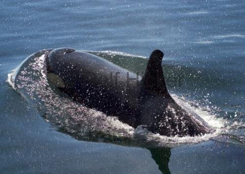 Photo: 
Killer Whales CRW 9866